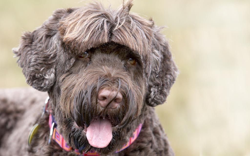 portuguese water dog