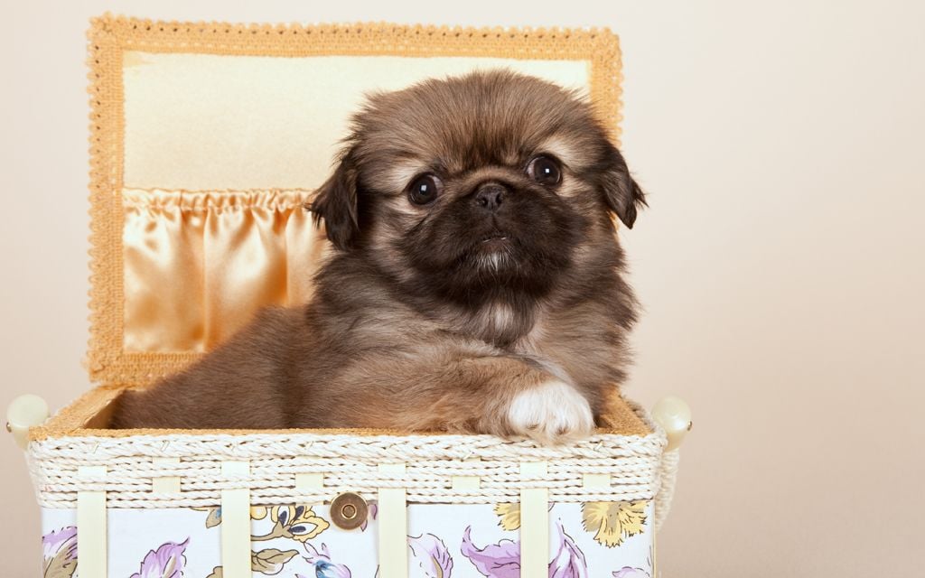 pekingese