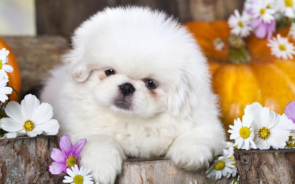 pekingese