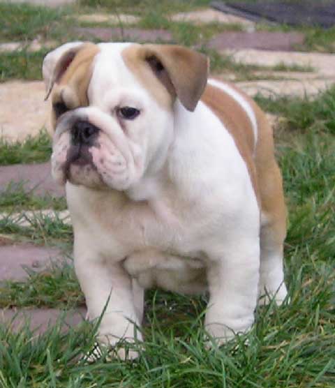 what to look for when buying a english bulldog