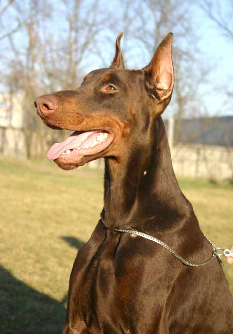 why are dobermans ears docked