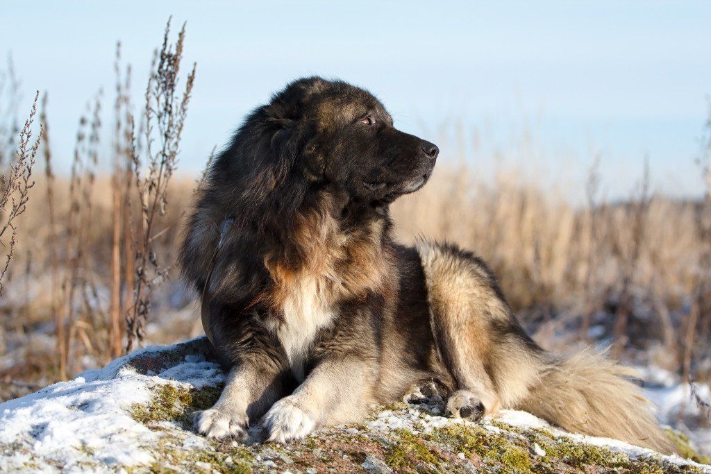 Caucasian Shepherd Family Pet Or Ruthless Killer