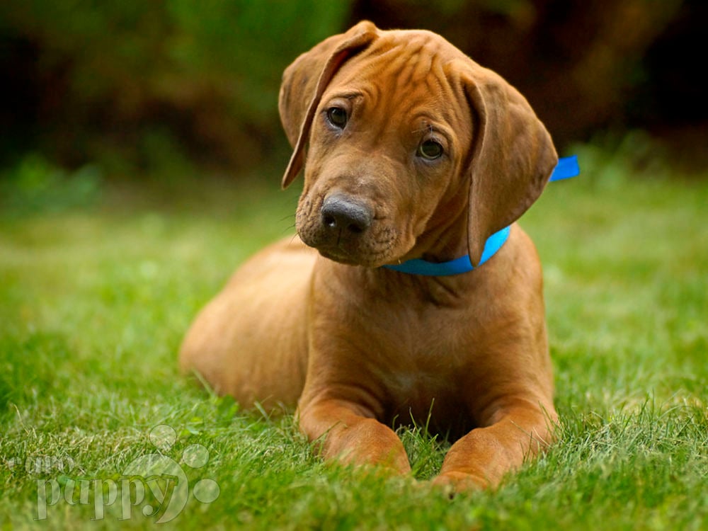 rhodesian ridgeback cane