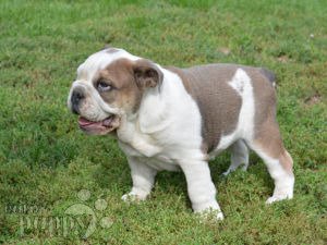 what to look for when buying a english bulldog