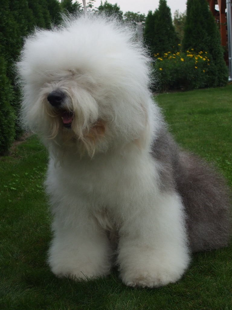 old english sheepdog for sale