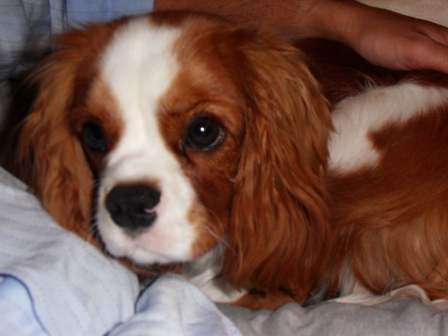 Roxie Cavalier King Charles Spaniel Puppy Dubai 103