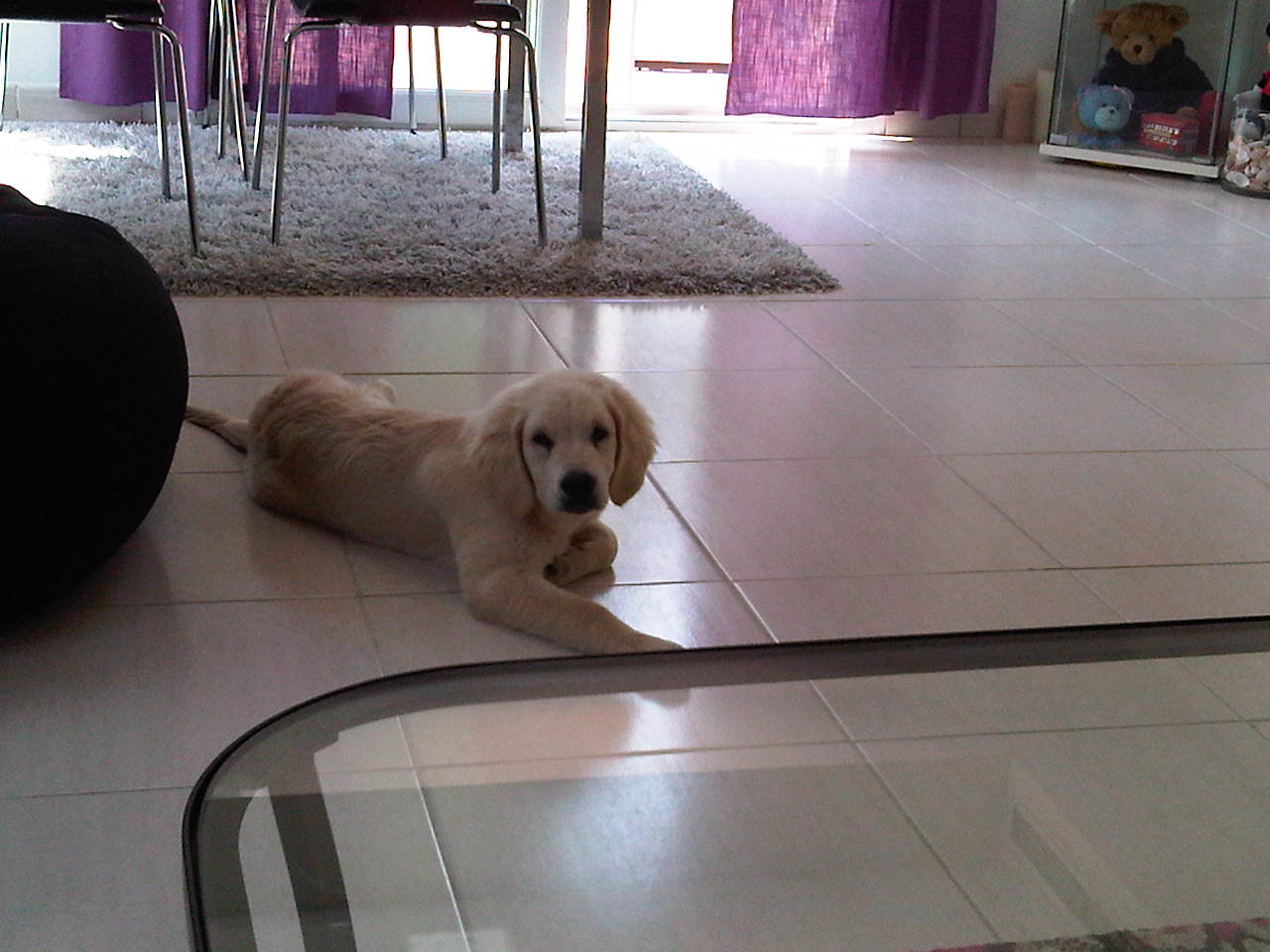 Brinkley Golden Retriever Puppy Dubai 103