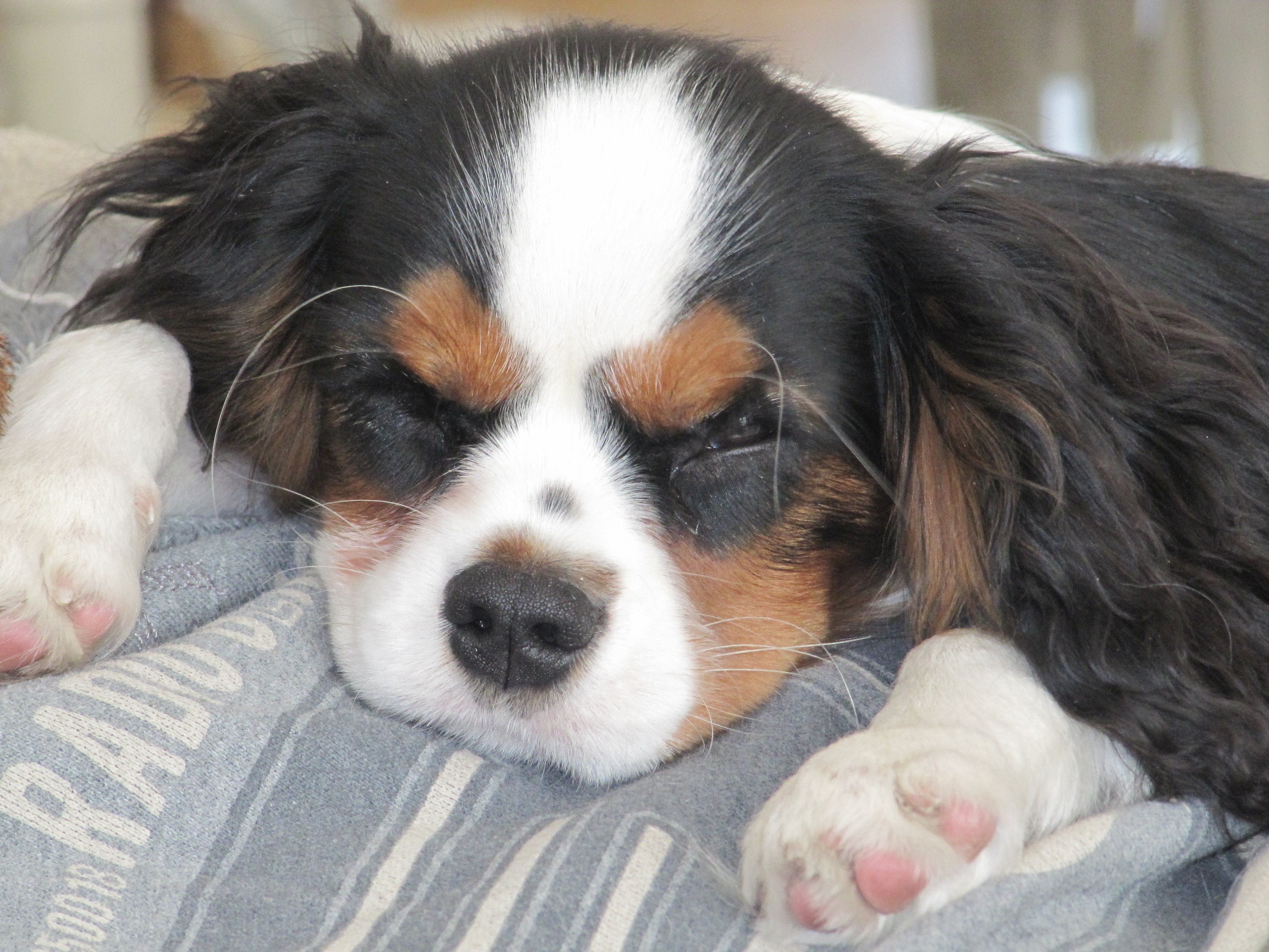 Zippy - Cavalier King Charles Spaniel Puppy - Fürth, 93