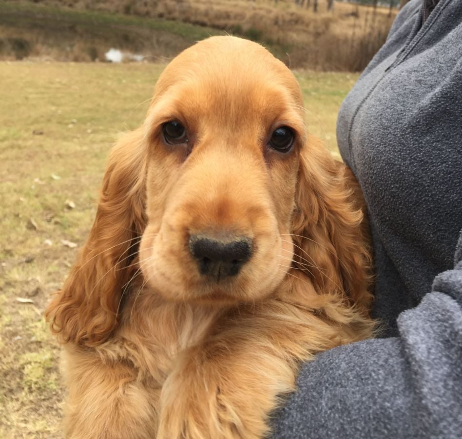 Beckham - English Cocker Spaniel Puppy - Kingaroy, Australia