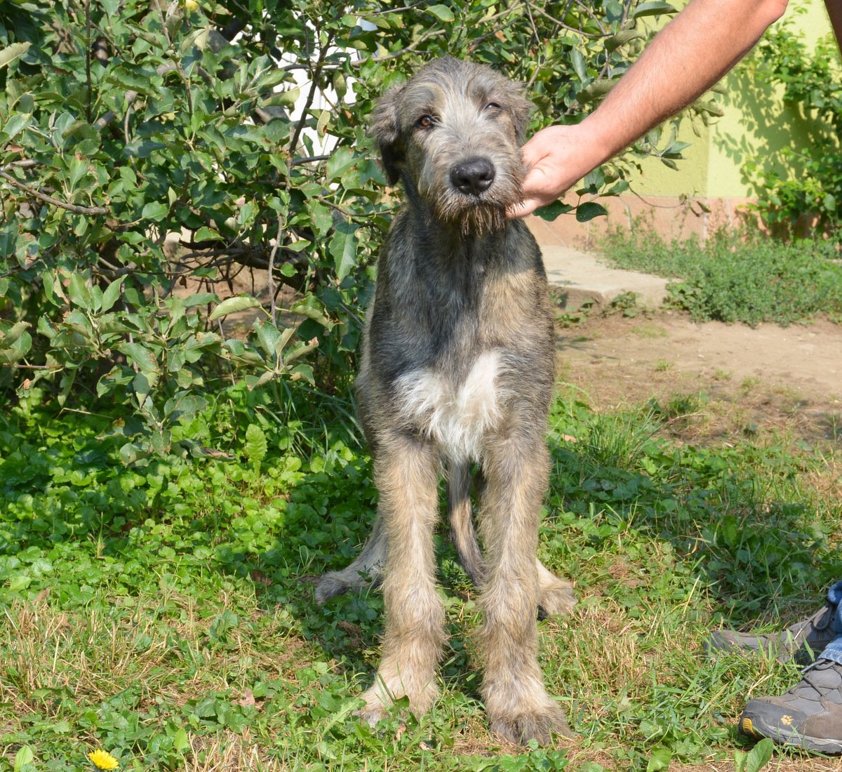 irish wolfhound puppies for sale
