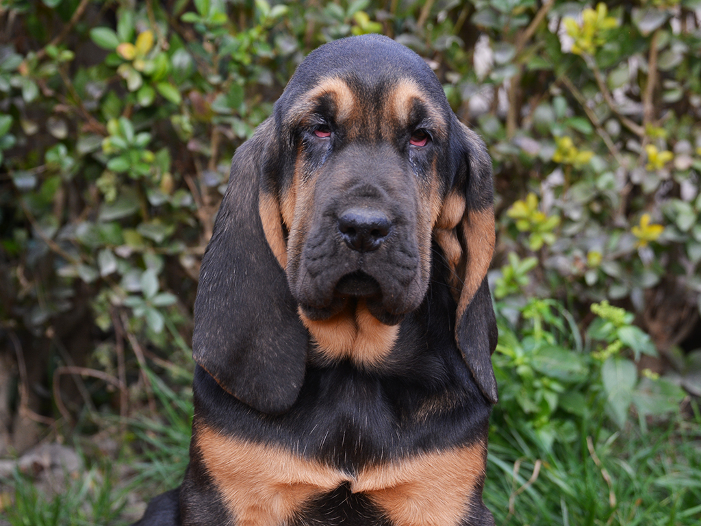 bloodhound puppies for sale
