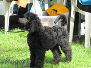 Standard Poodle For Sale Standard Poodle Puppies