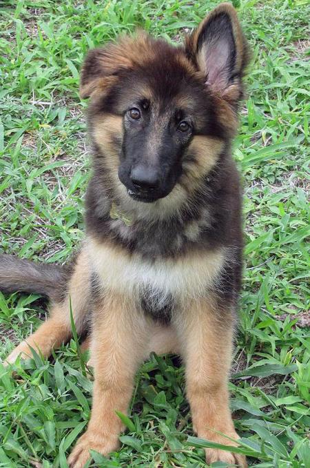 are all german shepherds born with floppy ears