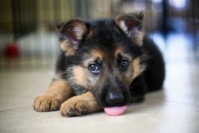 when does a german shepherd puppies ears stand up
