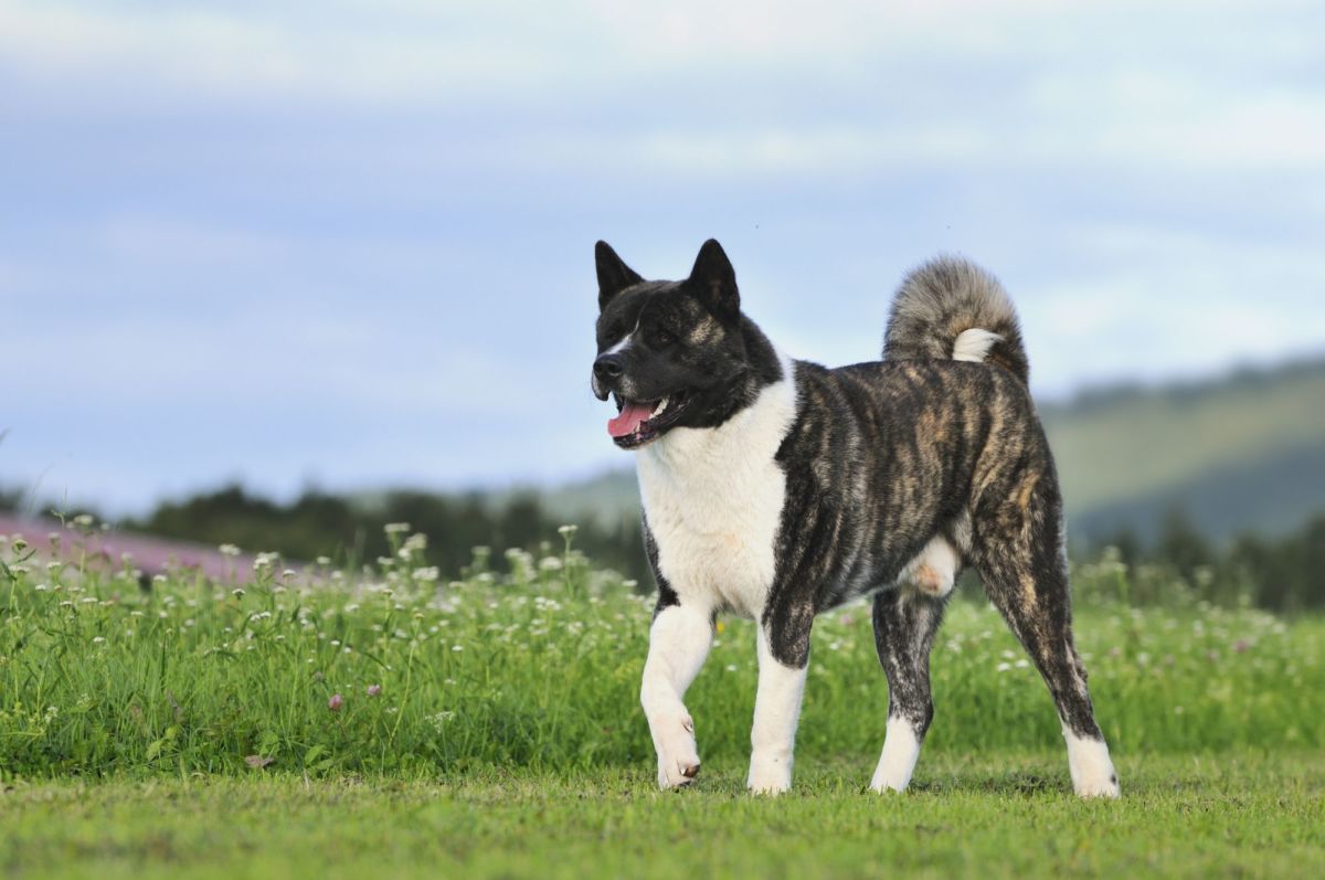 American Akita Puppies Breed information & Puppies for Sale