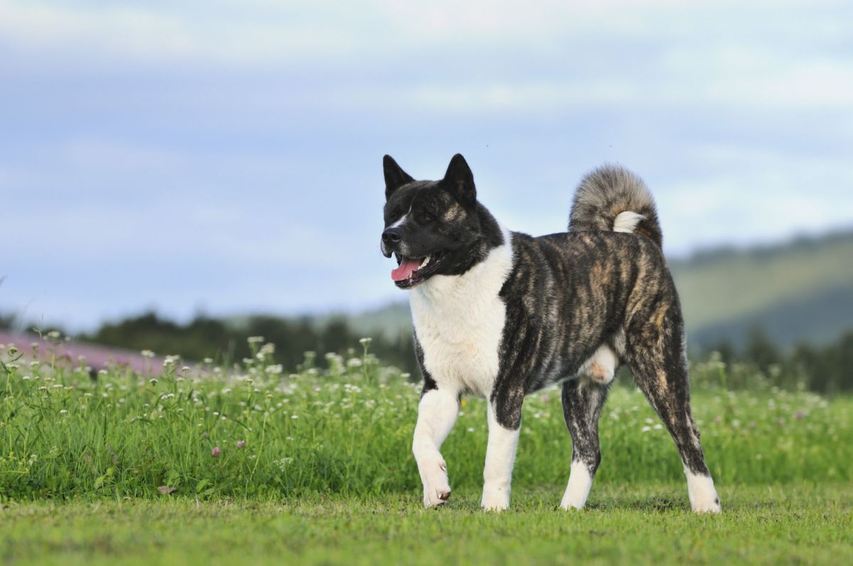 American Akita Puppies Breed Information Puppies For Sale