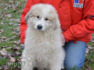 Great Pyrenees For Sale Great Pyrenees Puppies