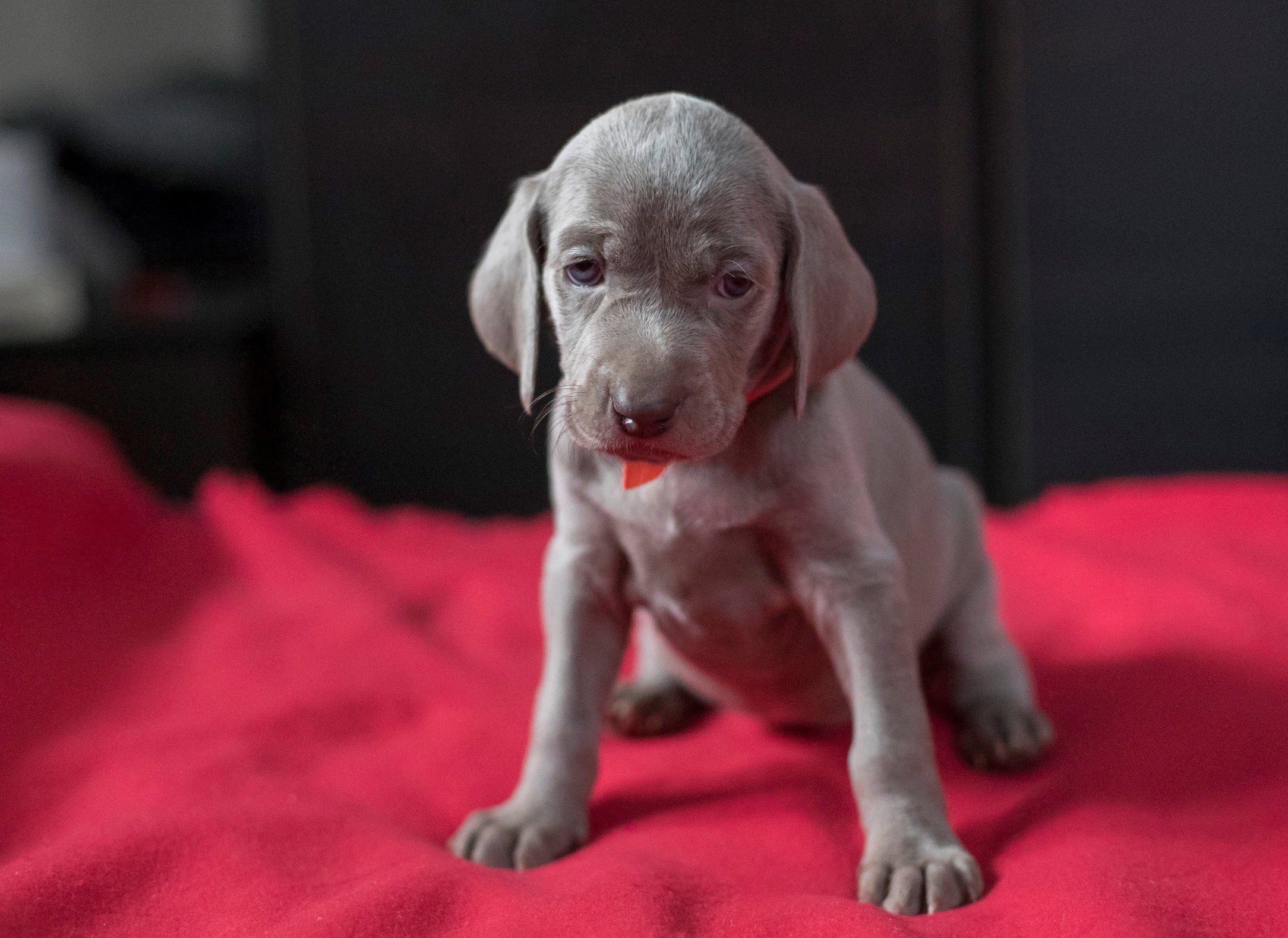 Adda Weimaraner Puppy For Sale Euro Puppy