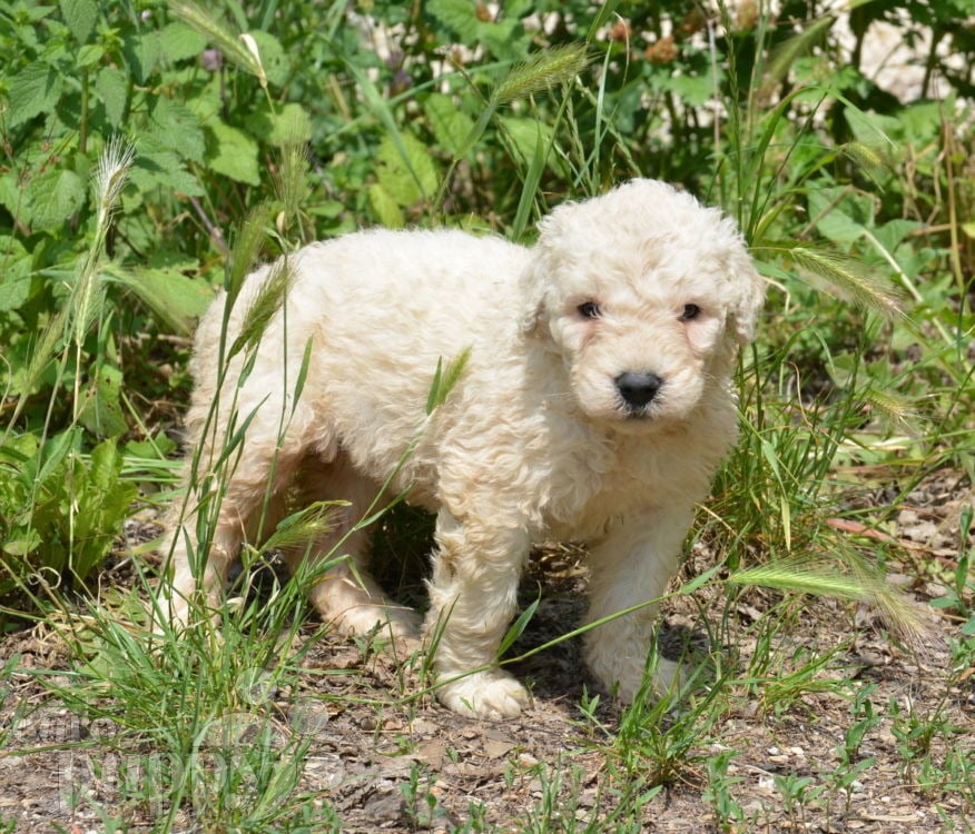 Curly Sue - Komondor Puppy for sale | Euro Puppy