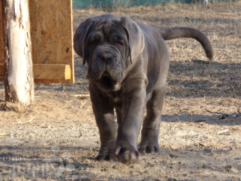 55+ Neapolitan Mastiff For Sale In Pakistan