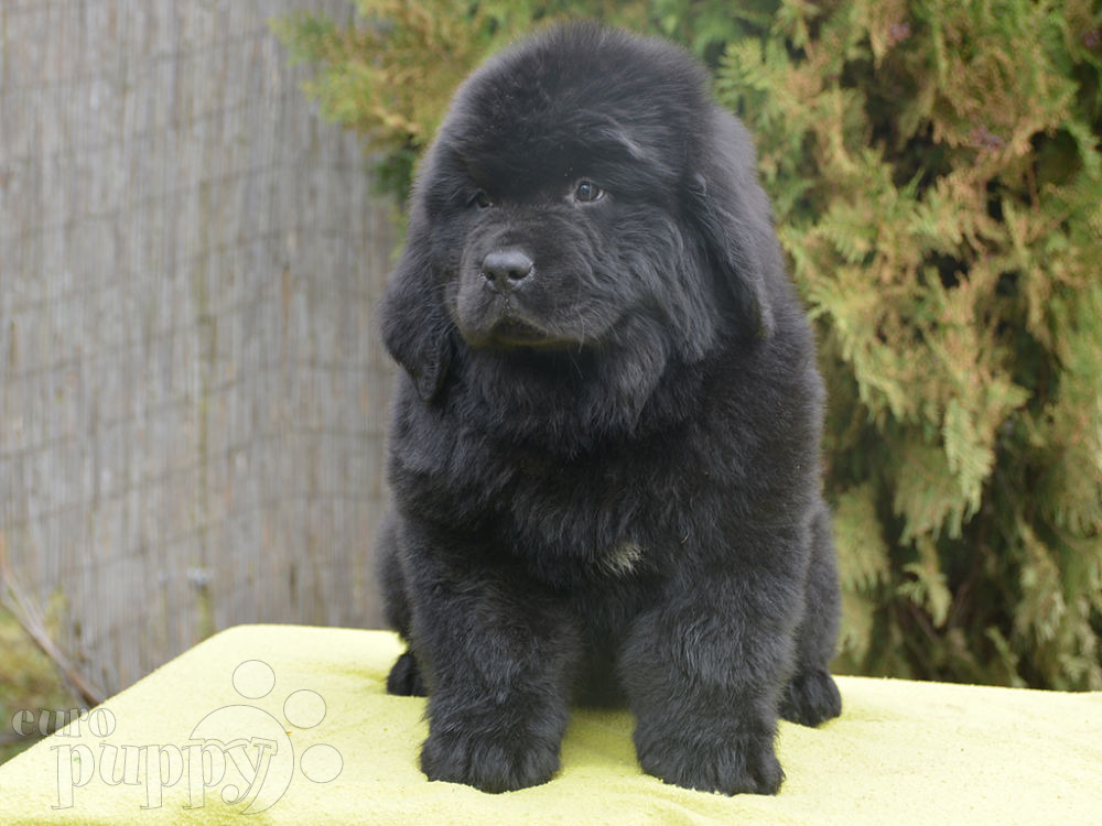 gray newfoundland puppies for sale