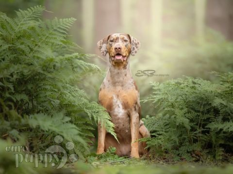 catahoula hound puppies