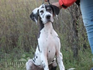 Great Dane For Sale Great Dane Puppies