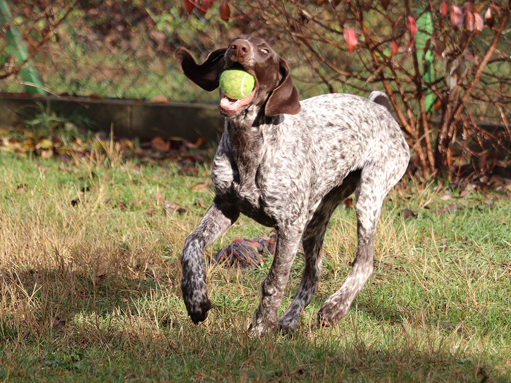 Pirate German Pointer Puppy For Sale Euro Puppy