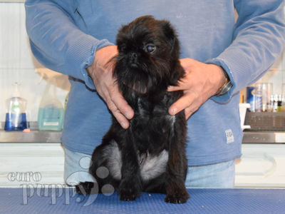 Brussels Griffon Puppies Breed Information Puppies For Sale