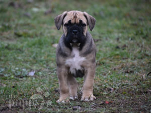 Cane Corso For Sale Cane Corso Puppies