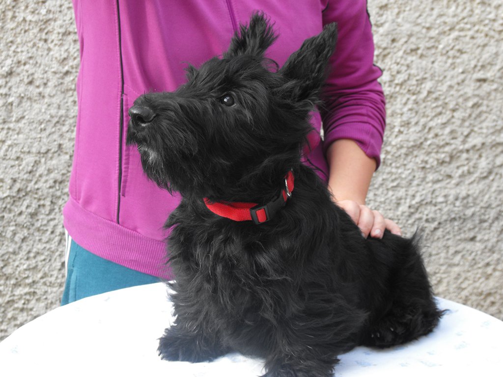 Bagley Scottish Terrier Puppy For Sale Euro Puppy