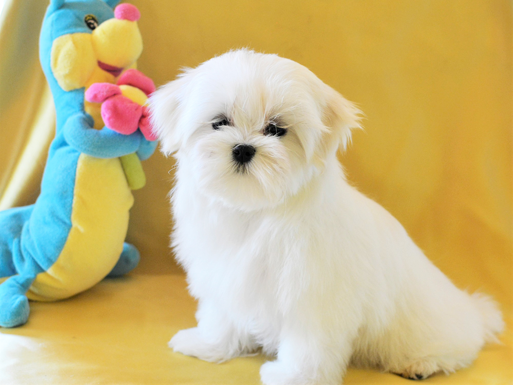 Pearly Maltese Puppy For Sale Euro Puppy