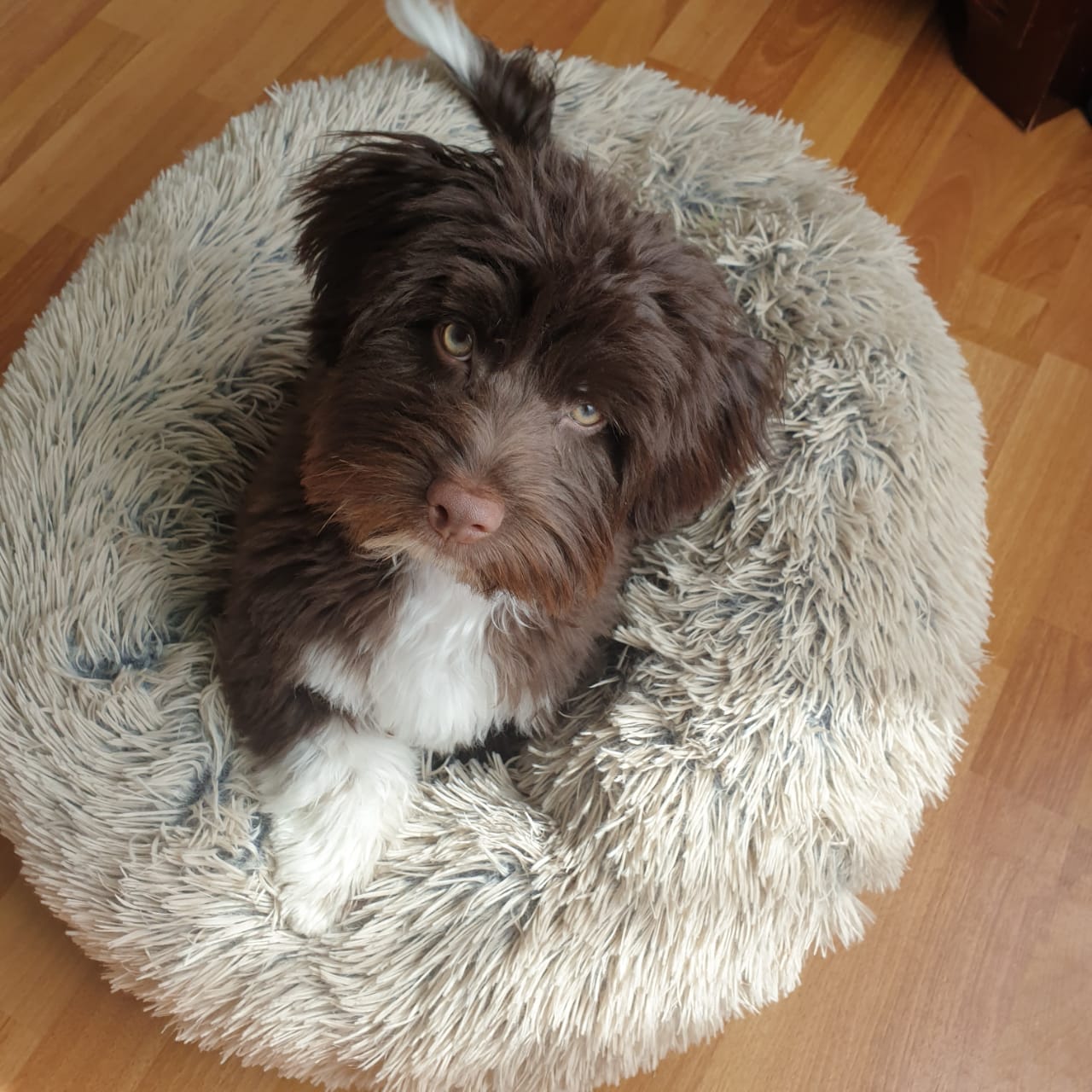 Oscar - Havanese Dog - Maralal Kenya