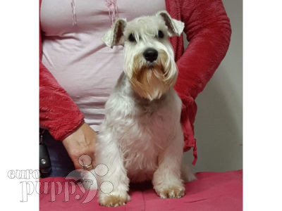 Sunny Miniature Schnauzer Puppy For Sale Euro Puppy