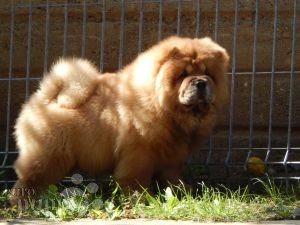 Chow Chow For Sale Chow Chow Puppies