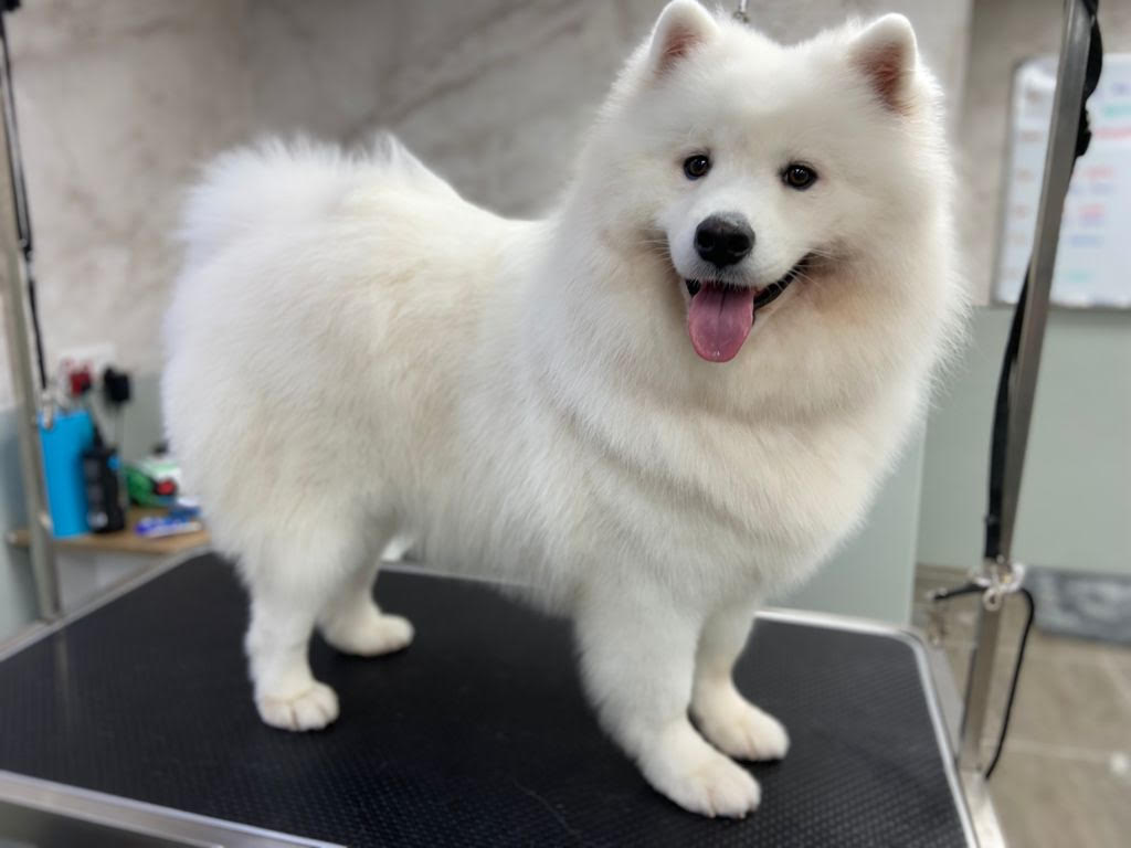 are japanese spitz hypoallergenic