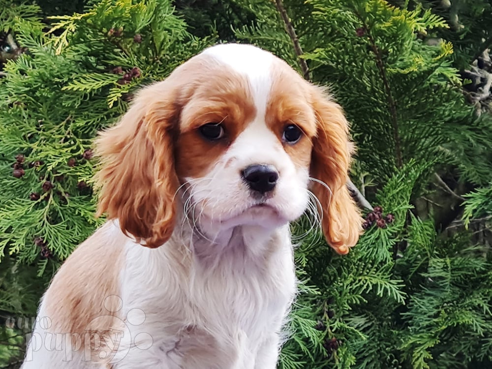 Cavalier King Charles Spaniel For Sale Cavalier King Charles Spaniel Puppies