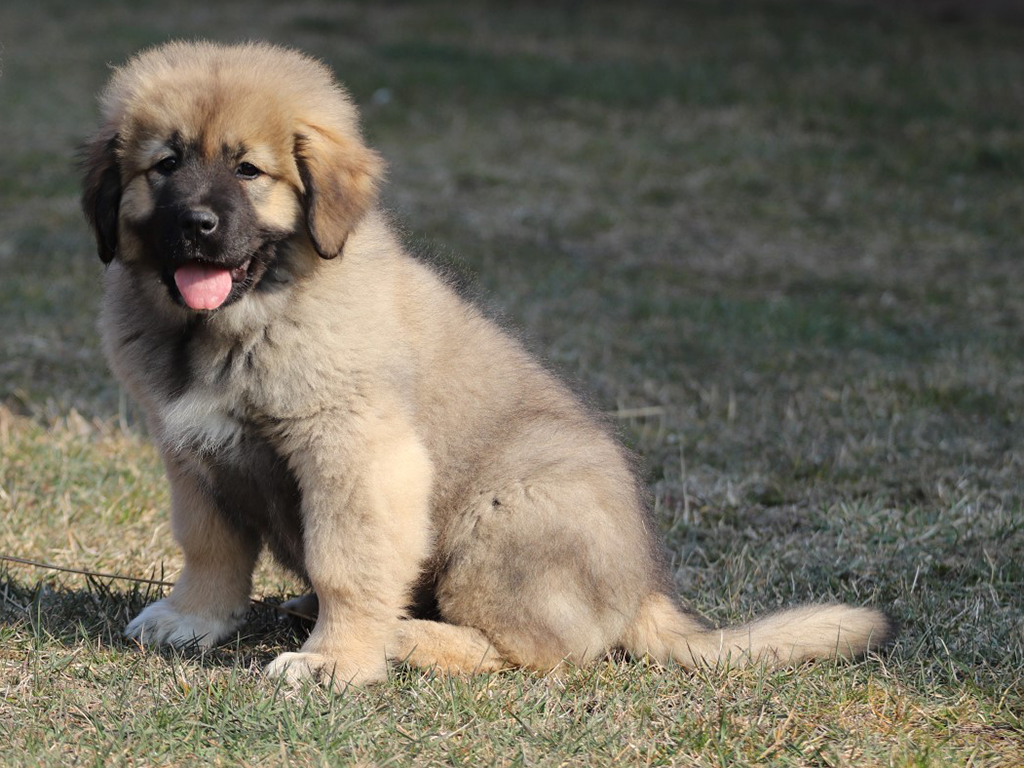 Popular Dog Breeds in the Middle East