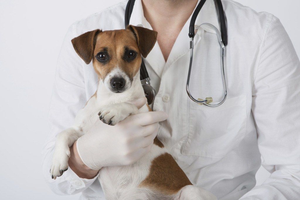 The Healthiest Time to Spay or Neuter a Dog: An Expert Opinion!