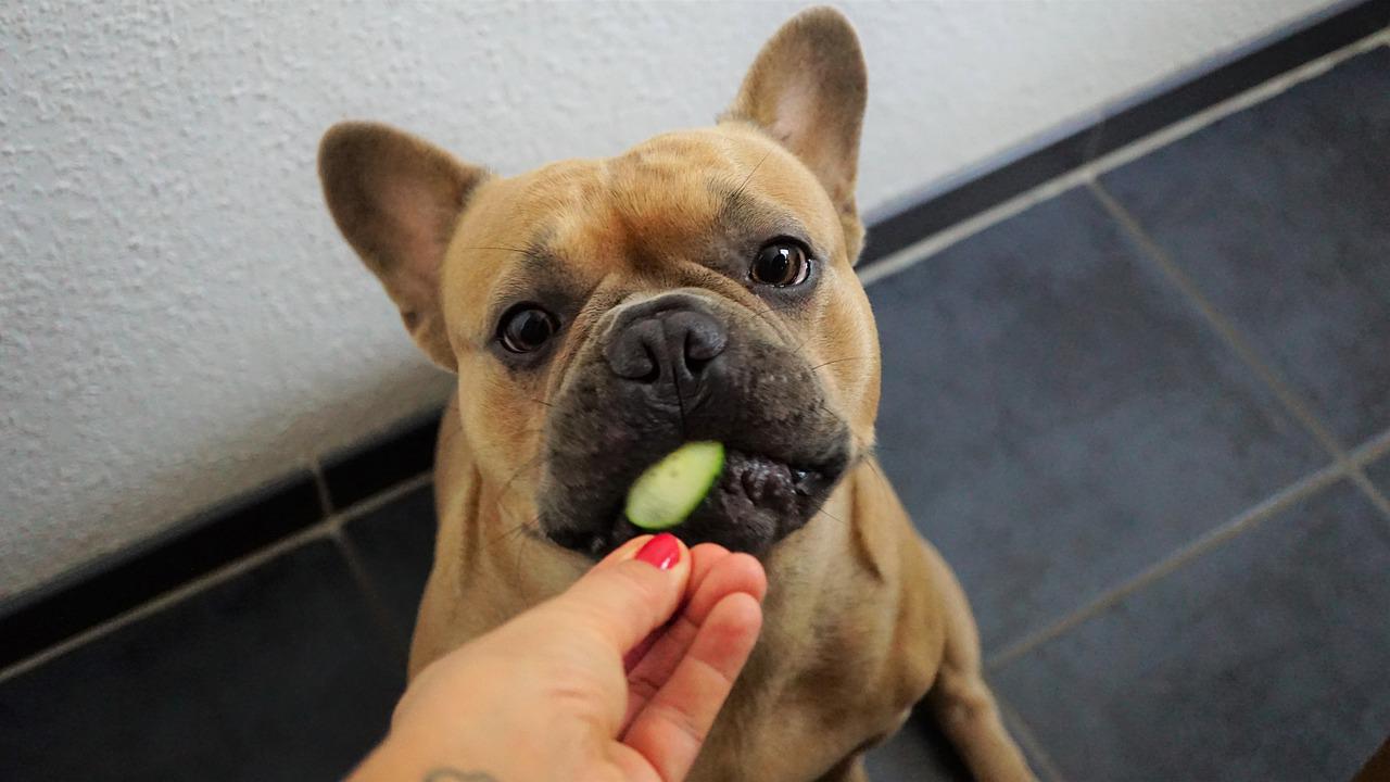 10 Fruits and Vegetables That a Dog Can Eat