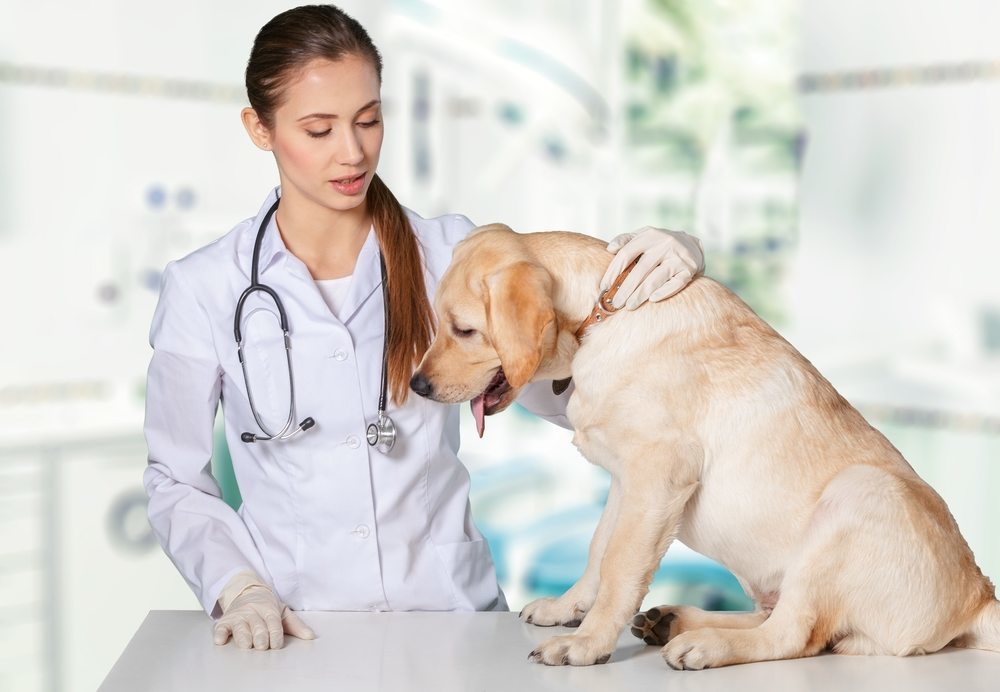 Spay and Neuter: Should you Fix your Dog?