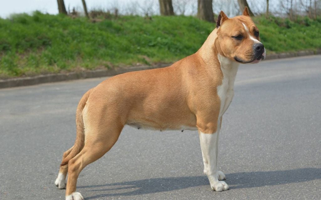 american staffordshire terrier for sale
