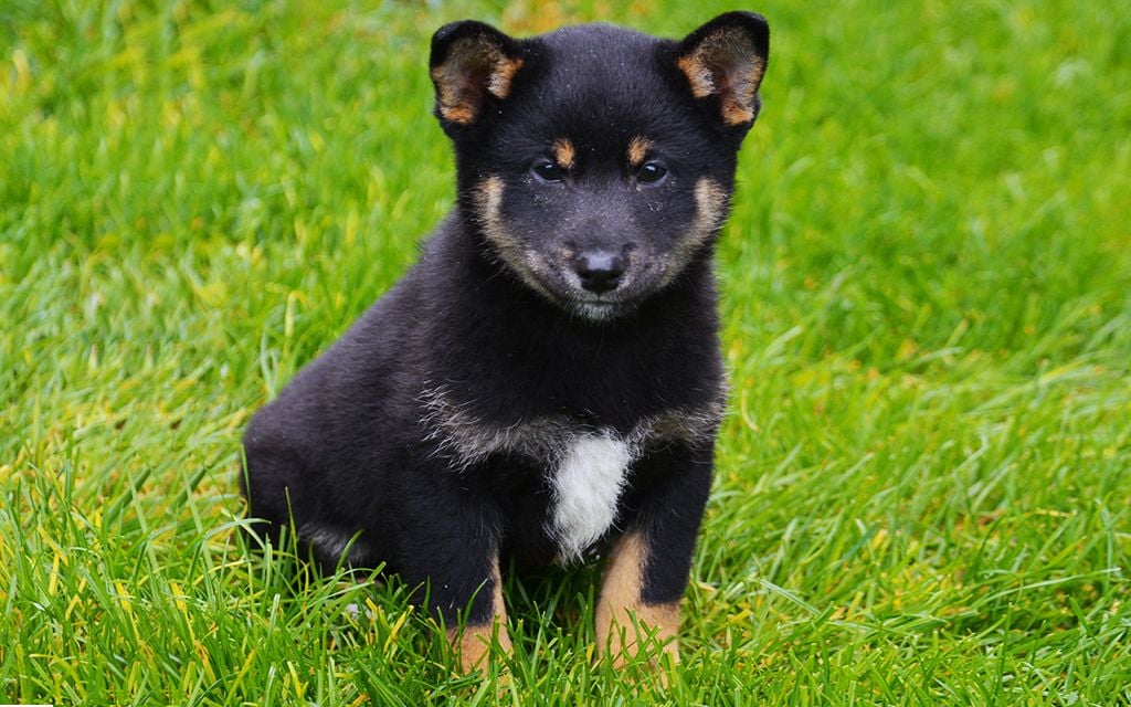 Shiba Inu Puppies Breed Information Puppies For Sale