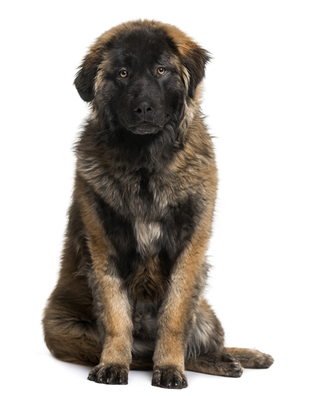 Leonberger Puppies Breed Information Puppies For Sale