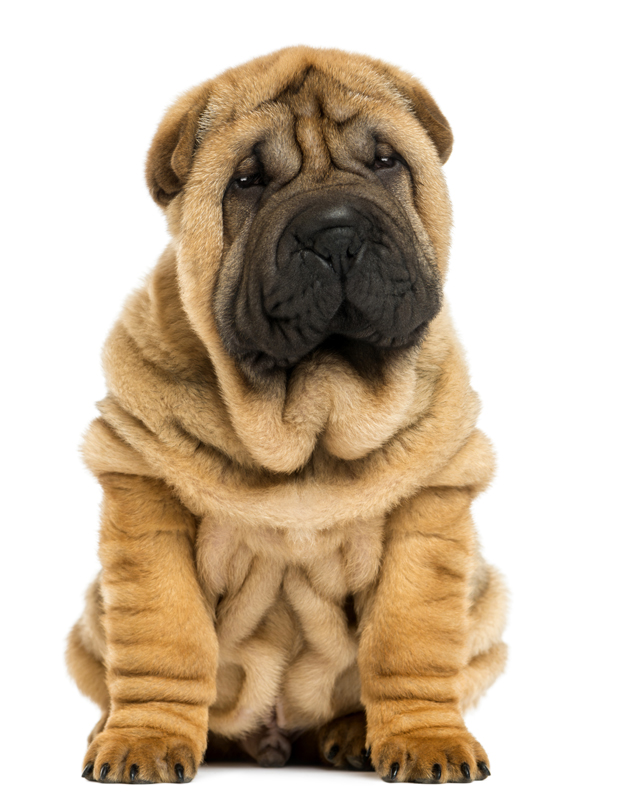 chinese shar pei puppies for sale