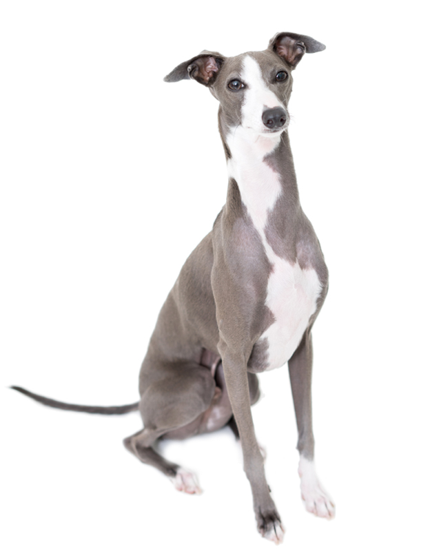 english greyhound puppies for sale