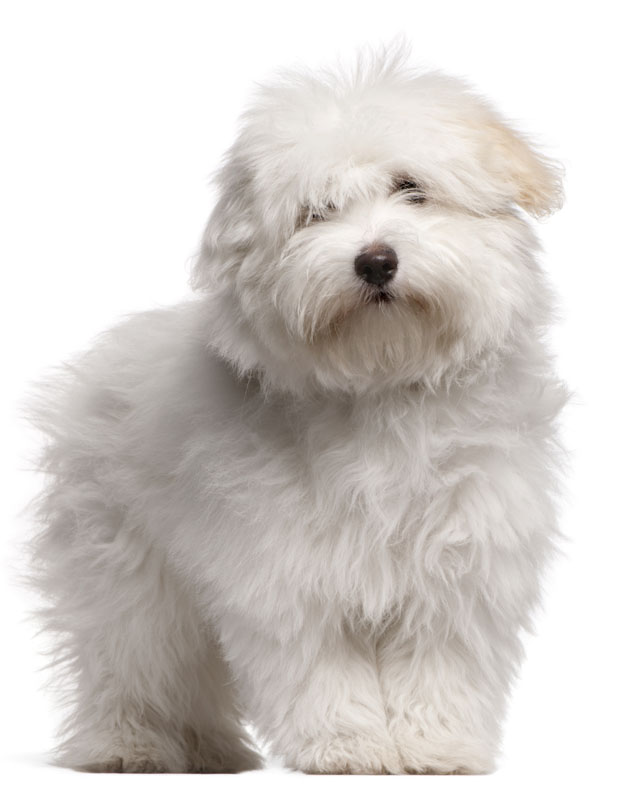 Coton De Tulear Puppies Breed Information Puppies For Sale