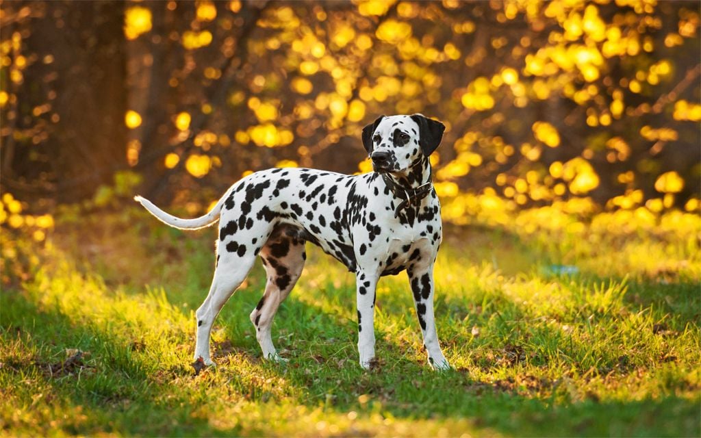 fao schwarz dalmatian