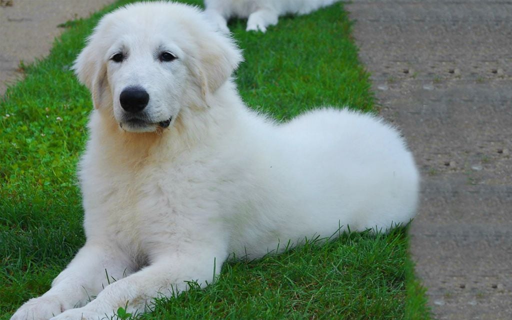 Pyrenäenberghund Breed Dog Breed Information Pictures