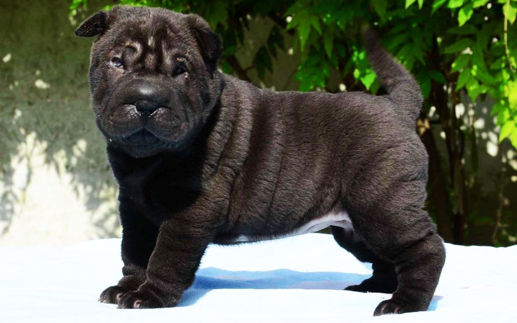 Shar-Pei Puppies Breed information & Puppies for Sale